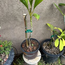 Plumeria Plants