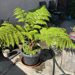 Australian Fern!!