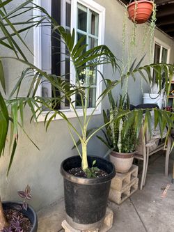 Chamedorea Radicalis Palm tree