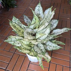 Aglaonema First Diamond houseplant 6”
