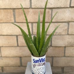 Free  Aloe Vera 