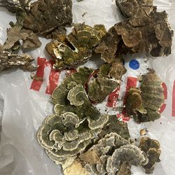 Possible Turkey Tail?