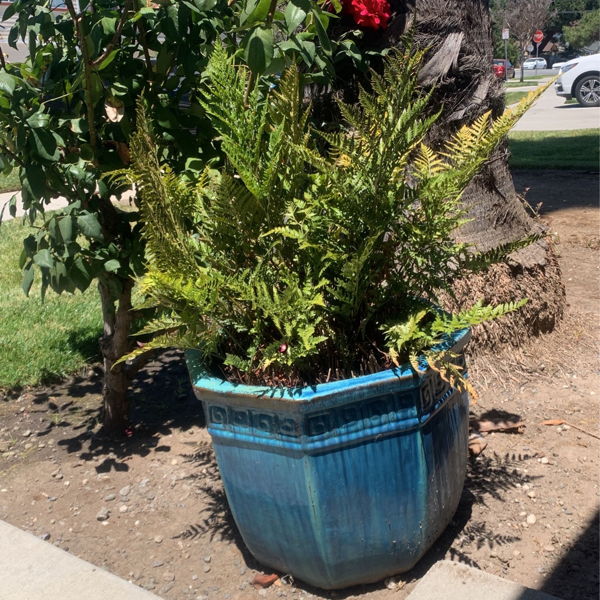 Fern With X Large Pot