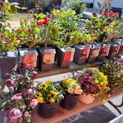 Plantas De Venta 