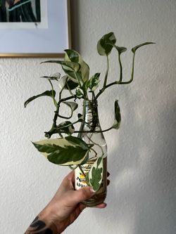 Plant cuttings