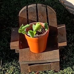 Plant Stand.                                               San Jacinto