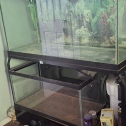 8o Gallon Fish Tank Set Up
