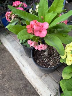 Plantas $30 cada una