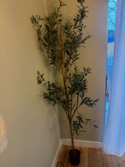 Olive Tree