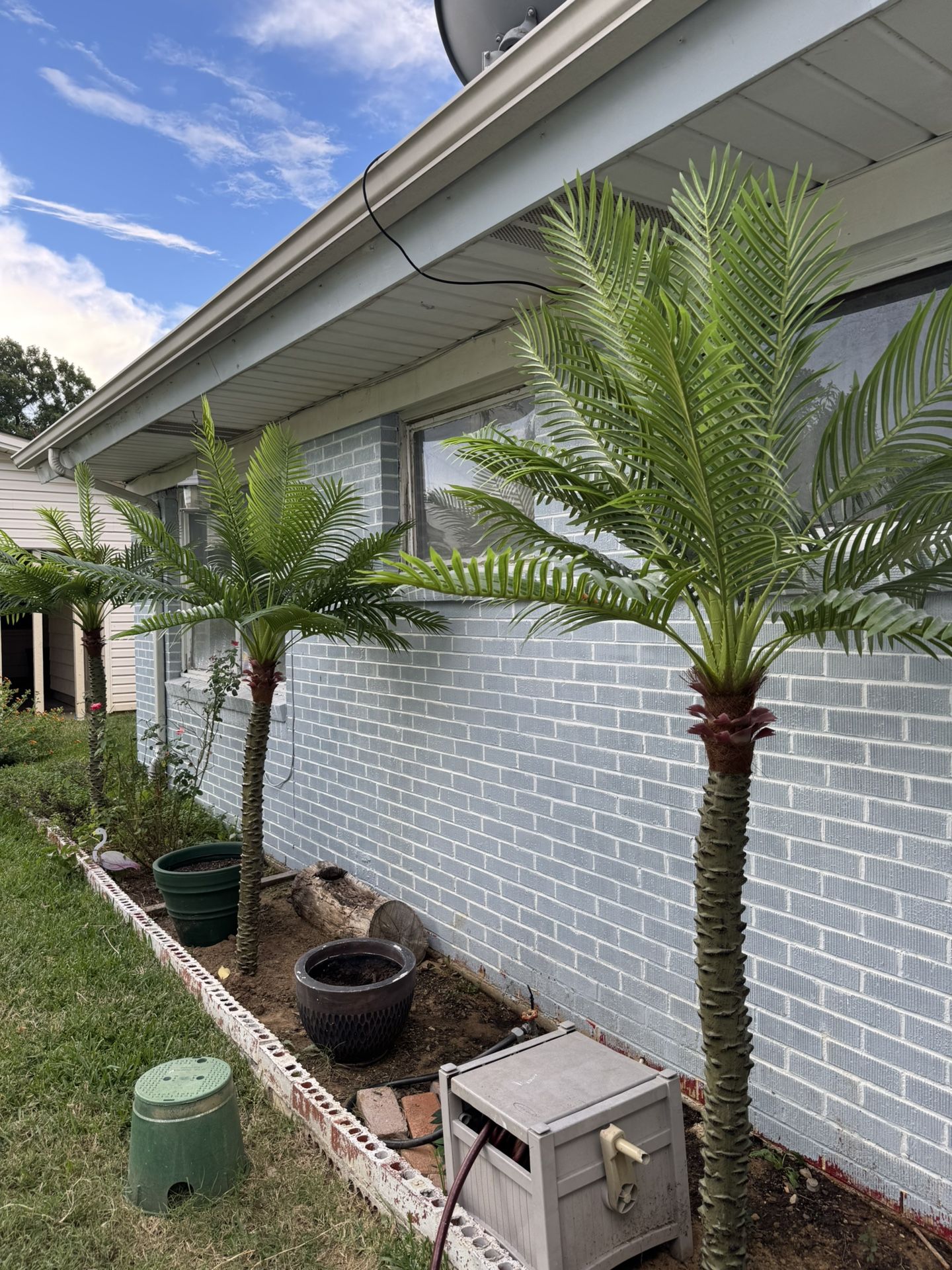 3 Palm Trees For Sale