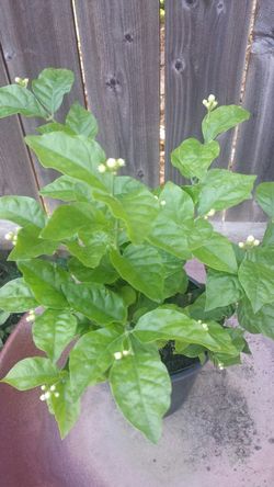 Jasmine plant ready to bloom
