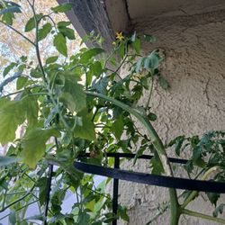 Healthy Burpee Tomato Plant