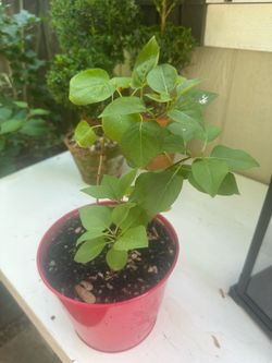Lilac starts
