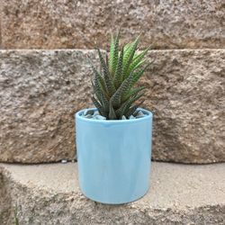 Small blue pot with succulent