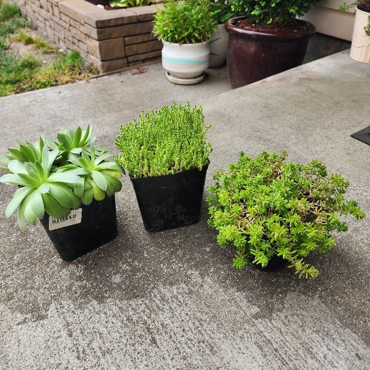 3 Outdoor Plants