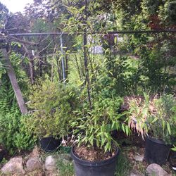 Black Bamboo 