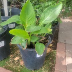 Yellow Canna Lily Plant 