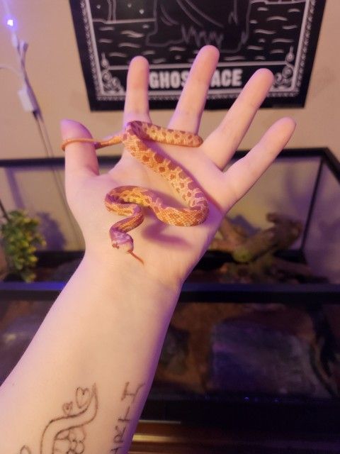 Baby Corn Snake Plus The Tank!