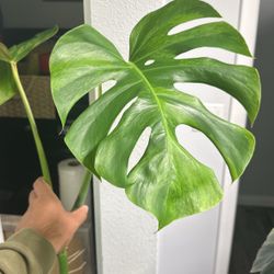 Monstera Green On Green Cuttings