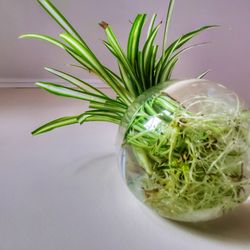 Propagated Spider Plants 