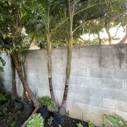 Palm Trees for sale