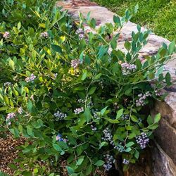2gal Hello Darling Blueberries $10 Each