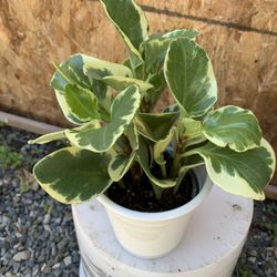 Indoor Plant