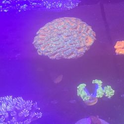 Ornamental Corals For Sale In Lake Worth Beach F.L. 