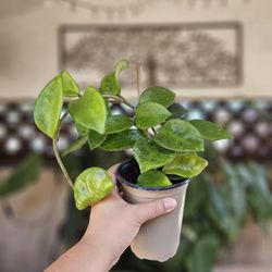 Hoya Carnosa Chelsea Plant 
