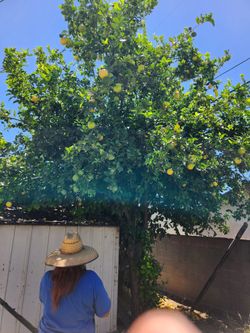 Lemon 🍋  tree free !!