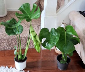 Live Healthy Monstera indoor Houseplants with nursery pots each $11 Cash only please