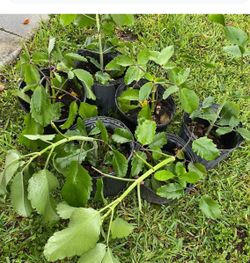 Leaf of life plant