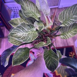 Plants $10 Each Or $50 For All 