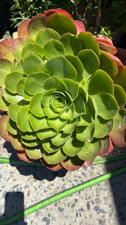 BEAUTIFUL SUCCULENT PLANT