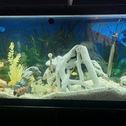 2. 55 Gallon Aquariums 