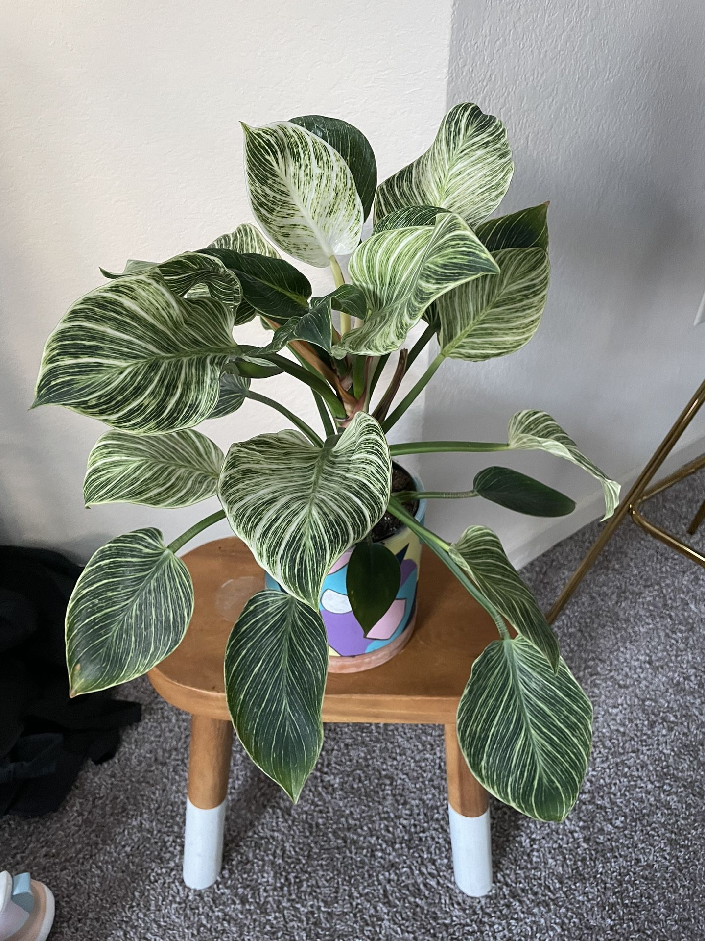 6.5” Gorgeous Live Plant 
