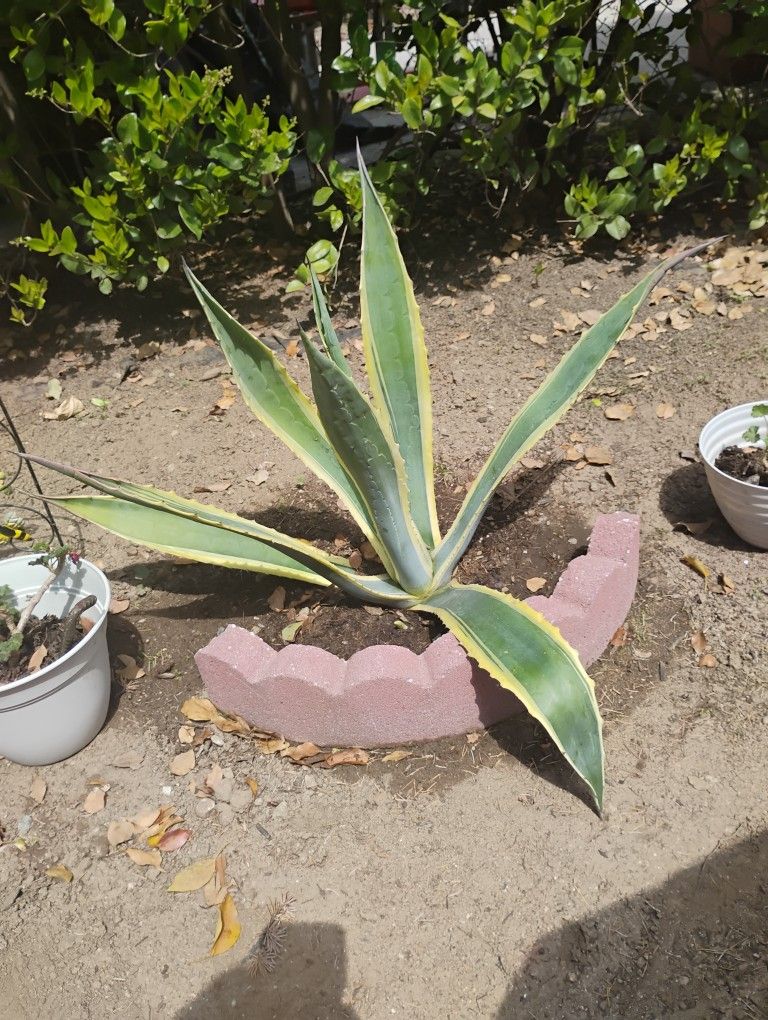 File Agave Plant