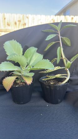 Mother of thousands