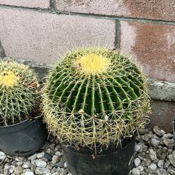 Nice Cactus