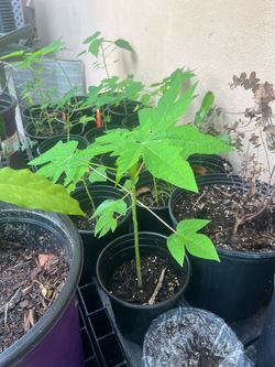 Papaya Seedling Plant in Pot