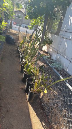 Dragon fruit 5 gallon
