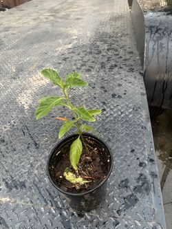 Planta de muicle
