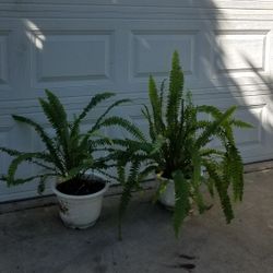 Plantas de elechos fern Plants