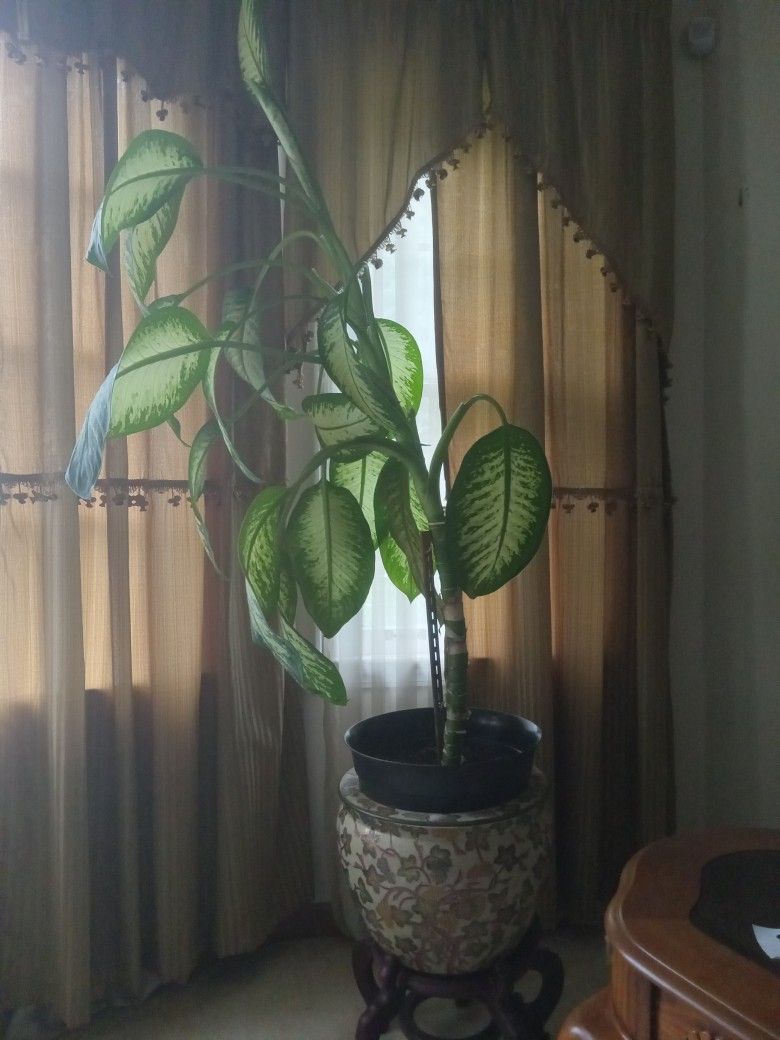 Tall Indoor Plant