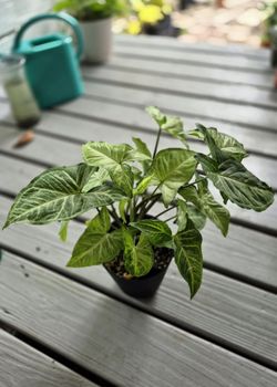 White Butterfly Arrowhead Plant