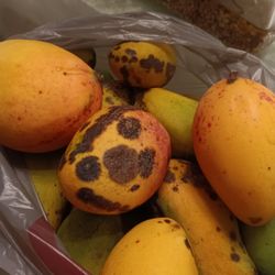 Bag Of Different Haitian Mangoes 