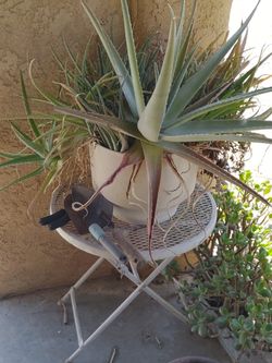 Aloe vera plant
