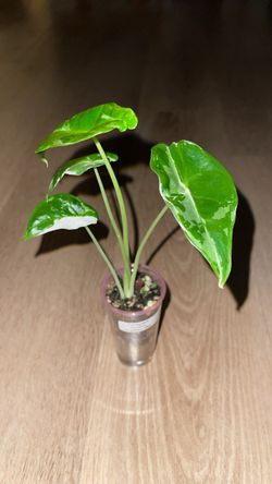 Variegated Alocasia Longiloba Albo