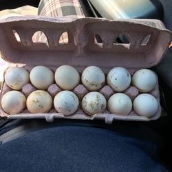 Carton Of Eggs