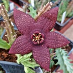 Plantas De Stapelias 